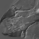 Image: Fox, E.G.P et al